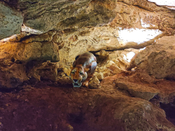 Научный спелео-палеонтологический комплекс «Пещера Таврида»